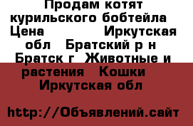 Продам котят курильского бобтейла › Цена ­ 10 000 - Иркутская обл., Братский р-н, Братск г. Животные и растения » Кошки   . Иркутская обл.